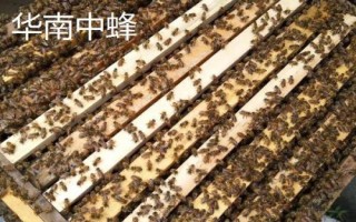 土蜂属于哪种蜜蜂，一般是指中华蜜蜂