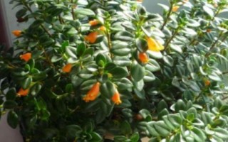 金鱼吊兰简介，属多年生草本植物