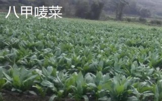 广东省阳春市的特产,马水桔在国内外享有盛名
