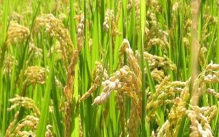 两优1899水稻种子特点,中抗稻瘟病