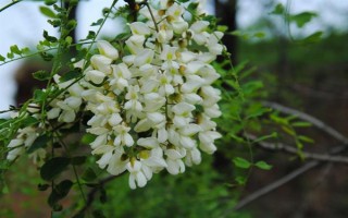 重阳节有哪些花卉开放，一串红、大丽花等品种均在此时开花