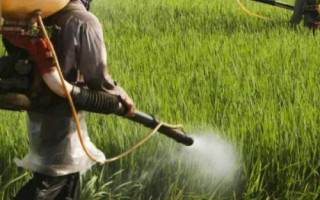 恶唑氰氟能除什么草,主要防除水稻田中的千金子、稗草、马唐、牛筋草等