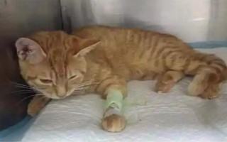 猫瘟初期的症状,病猫有精神萎靡、食欲不佳等表现