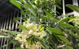 为什么九里香叶子一碰就掉，可能是浇水过多或温度过低等导致