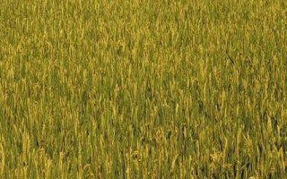 中浙优15水稻种子简介，一般亩种田播种量5－10千克