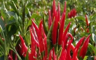 哪个品种的朝天椒产量高，有丹凤朝阳、单凤等