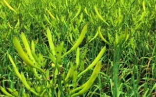 在大理如何种植黄花菜,可采用宽窄行的种植方式