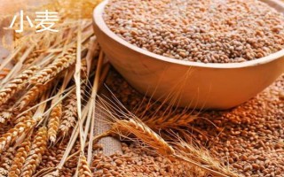 青稞和小麦有什么区别,穗部、果实和产地均不同