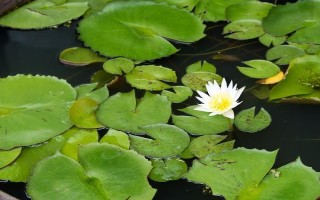 怎么在缸里养荷花，将它放到光照条件比较好的地方养护