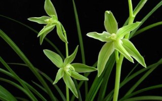 莲瓣兰有几种，常见的有滇梅、奇花素、心心相印等