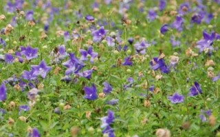 农村热门的药材种植项目，枸杞的产量一般更加稳定