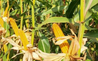 金华瑞T82玉米种子特点，中抗茎基腐病（1-5级）