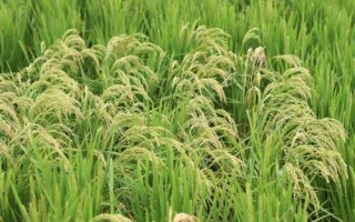 荃粳835水稻种子介绍,秧田亩播种量10千克