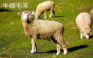 羊的繁殖性能介绍，不同品种的繁殖能力有区别