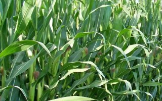 BM800玉米品种简介,每亩施尿素7.5千克