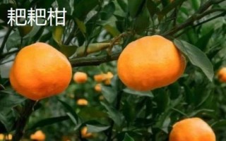 丑橘是不是耙耙柑，二者有6种区别