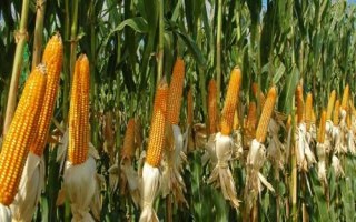 LF091玉米种子特征特性，中抗大斑病