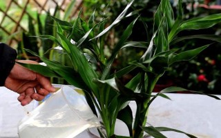 富贵竹的浇水方法，遵循不干不浇、浇则浇透的原则