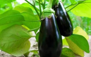 春天适合种什么农作物,适合种玉米、春大葱、茄子等