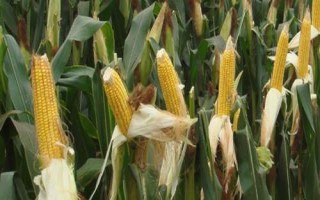 金海超99玉米种子特征特性，适宜播种期5月下旬至6月中旬