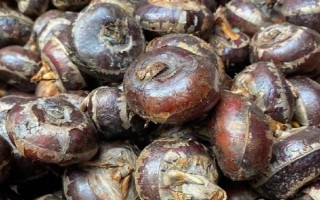 马蹄果的采摘方法，先放水再刨土采收