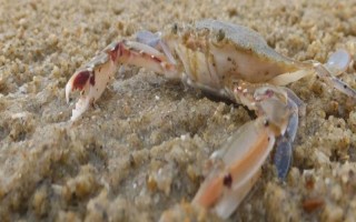 海蟹有哪些生存本领，包括摄食和断肢重生