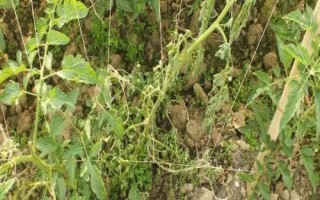 番茄青枯病的防治方法，首先可选育抗病品种