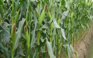 润玉8号玉米品种简介，适宜密度为每亩4000株左右