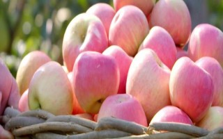 国光苹果的含糖量高不高，每100g鲜苹果肉中含糖量有14.6%