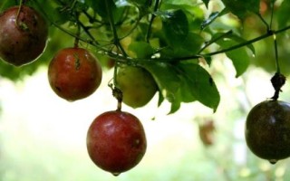 百香果怎么防治蓟马，可通过翻耕清园消灭越冬成虫