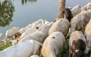 羊吃了玉米苗为什么会死，会引起中毒