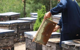 养蜂所需工具,备好蜂箱是最基本的要求