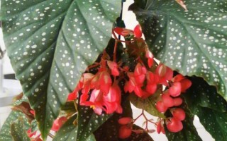 竹节秋海棠是什么,属多年生常绿草本植物