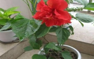 芙蓉花叶子发白的原因，可能是土壤不适或光照不足等