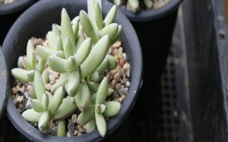 子宝多肉的养殖方法，生长期间每隔20-30天浇一次水