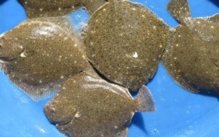 比目鱼可以养殖吗，内陆地区是很难养殖成功