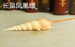 凤凰螺的产地，主要分布在日本奄美岛以南等地方