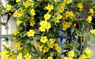 香水藤的养殖方法，可每2个月施一次有机肥