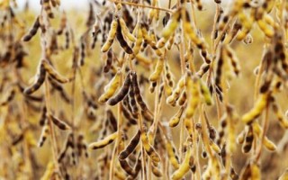 秋季作物怎么选种，选留穗大粒饱的单株、单穗做种