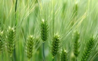 弘麦15-1小麦种简介,适宜播期为10月5日~15日