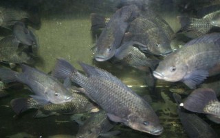 怎么钓5斤以上大罗非鱼，可用手竿亦可用海竿或矶竿