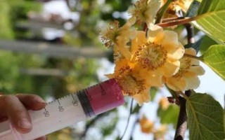 猕猴桃为何要人工授粉以及具体方法，雌雄花朵要相互传粉才能结果