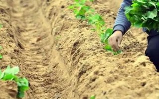 红薯苗怎么栽种，采取斜插法、直栽法、压藤插秧法