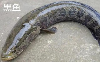 七星鱼的寿命，一般可存活10-15年