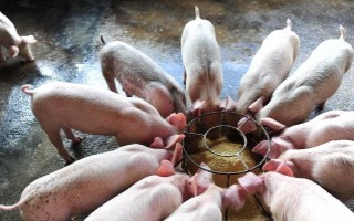 小猪仔保育料吃多久,吃一个月左右为宜