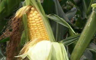红瑞8号玉米种子特征特性,高抗矮花叶病(1级)