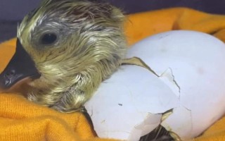 鹅啄破壳后多长时间能出来，通常5-12小时便可出壳