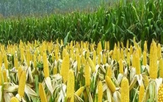 登海173玉米种子特征特性,亩种植密度4500株