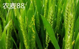 红麦品种，包括杨麦25、农麦88、宁麦22等种类