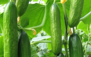 黄瓜多久施一次肥，结果期大概每一周都要施一次肥